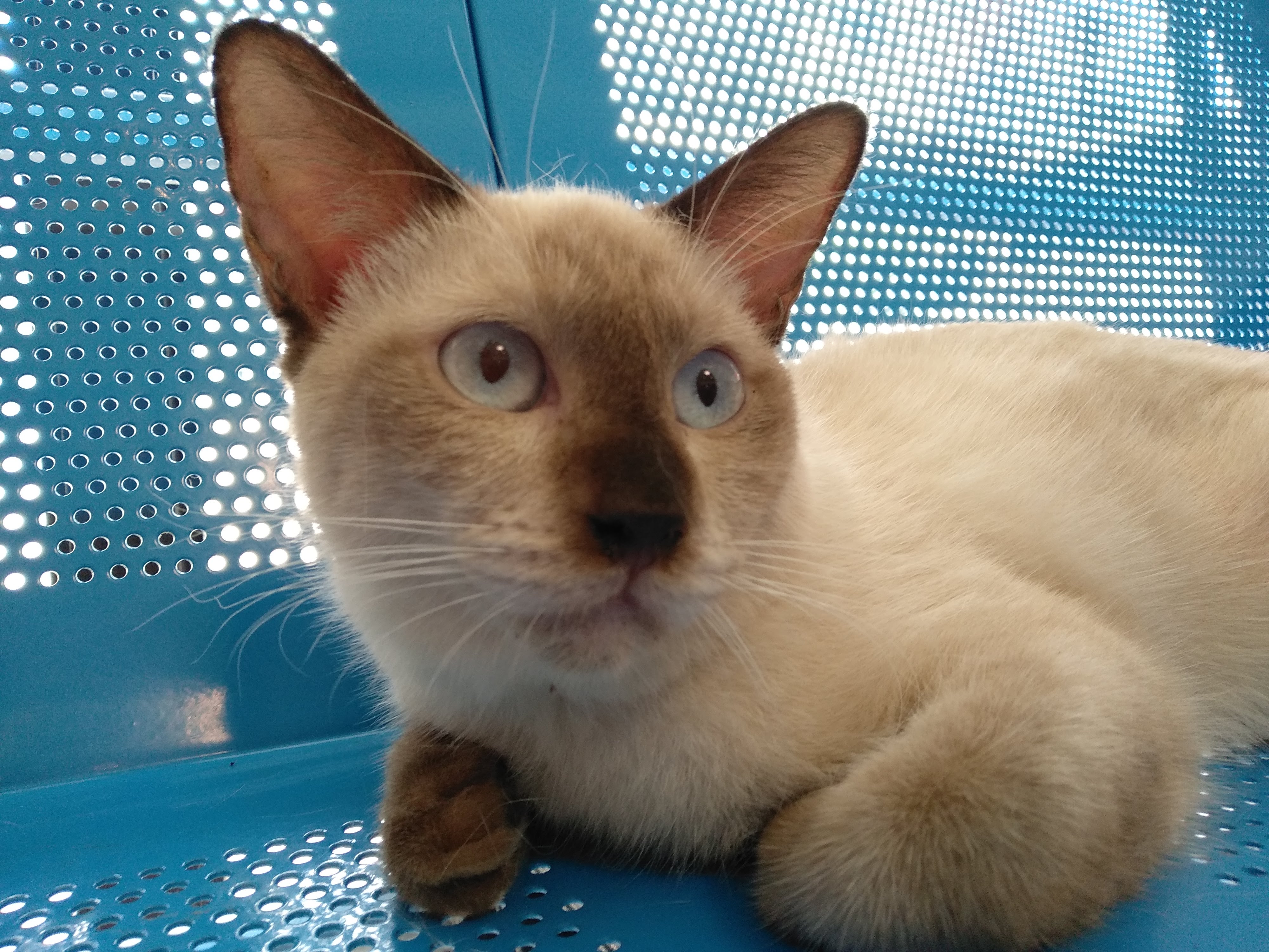 FIP MEDICATION Team Member