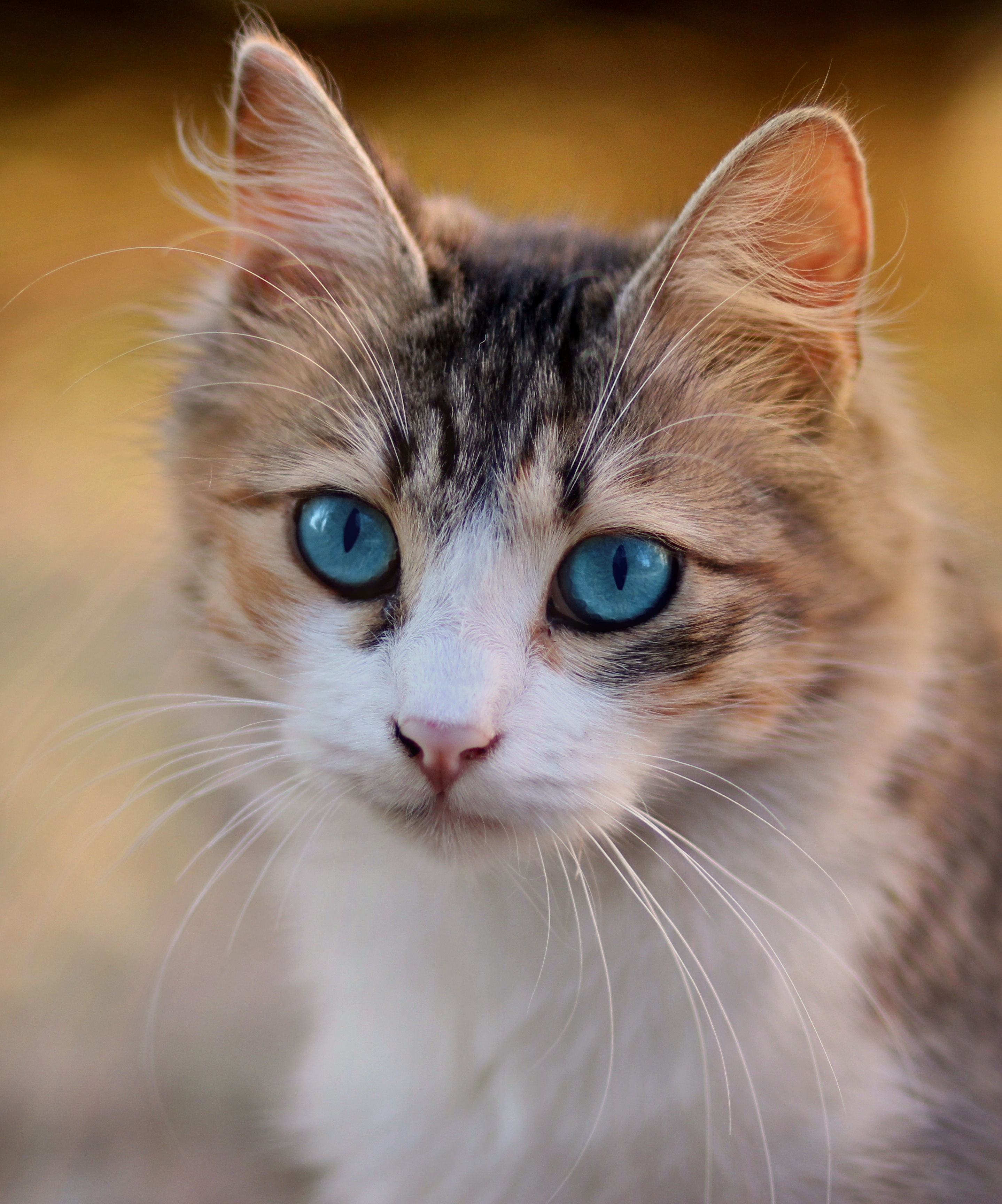 FIP Treatment